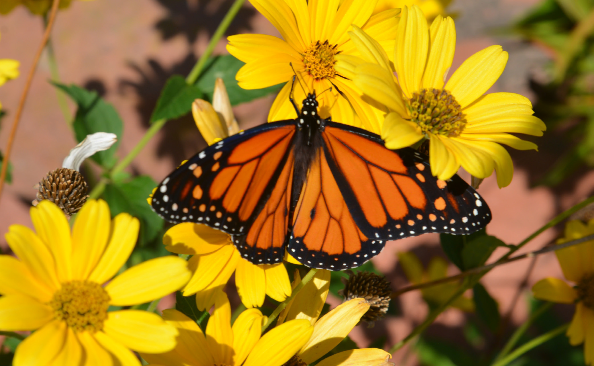 An eastern monarch butterfly stops in for a drink at Webster’s mural garden Sept. 9, taking a short rest on its annual migration journey. Reporter &amp; Farmer | Timothy Gibson