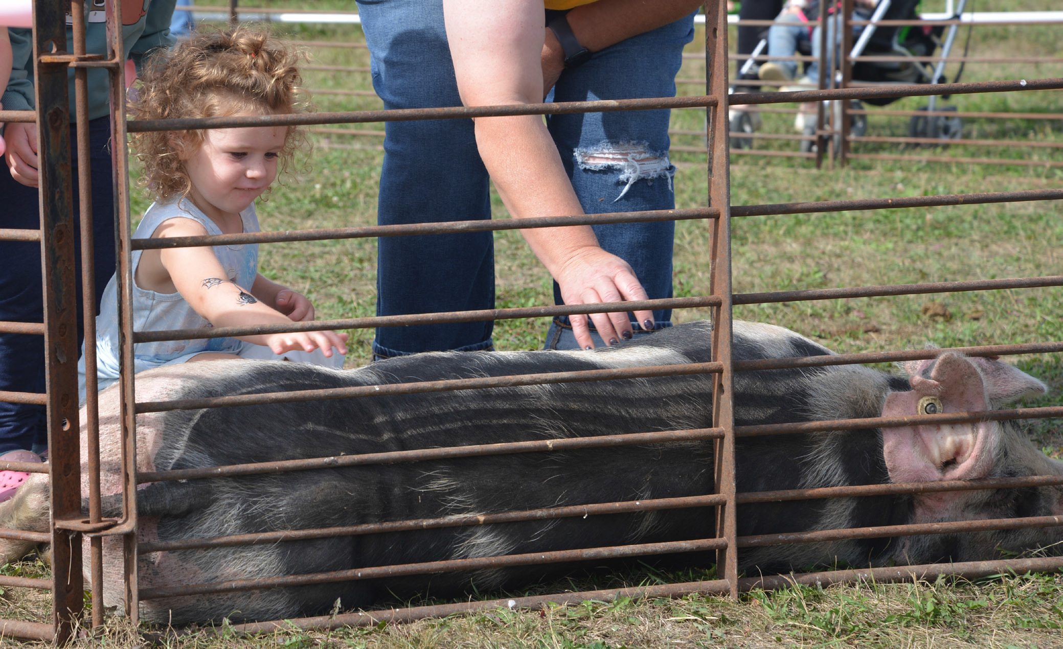 The second annual Harvest Bash took place Sept. 12 in Webster where attending community members took in a full day of activities. Here, three-year-old Elaina McNeely from Watertown, takes in the petting zoo by rubbing a pig’s belly. See more photos on page 9. Reporter &amp; Farmer | Connor Handrahan