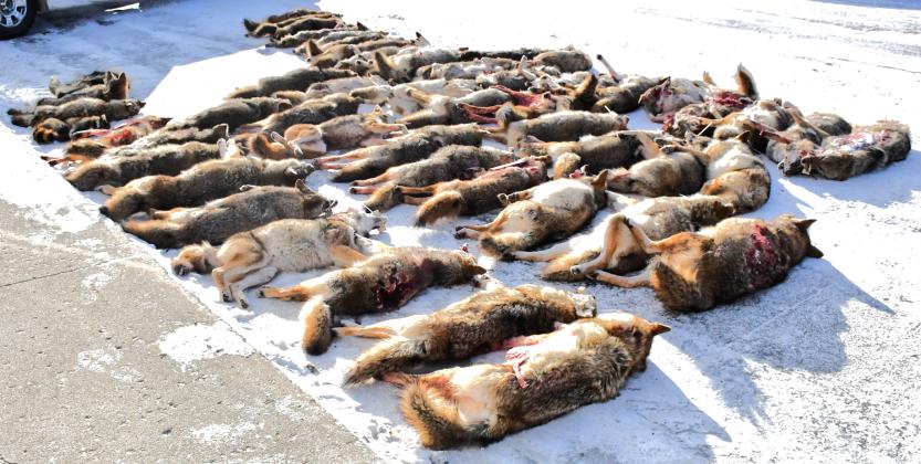 Day County Coyote Hunt took place Dec. 12-14 and raised money for South Dakota military and familes in need. sixty particpants took the weekend to hunt 52 coyotes and help support the fundraiser’s goal. Reporter &amp;amp; Farmer | Connor Handrahan