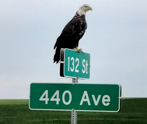 This photo of a bald eagle was taken by Michael Waletich July 22 about 6 p.m. west of Grenville.. Reporter &amp; Farmer | Subscriber snapshot