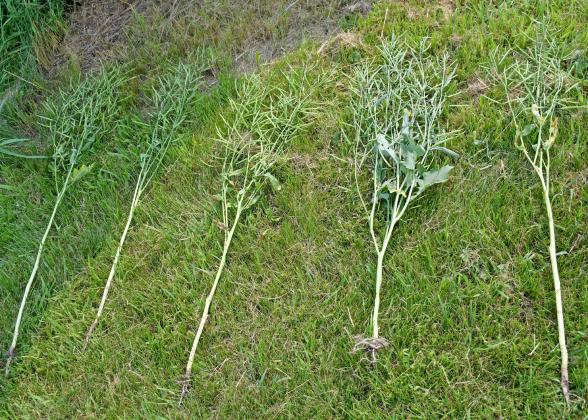 Many pods are what make up the canola plant. All the pods once were yellow flowers but then develop into the pods.