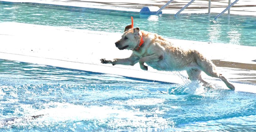 Oakley jumps in during the Soggy Doggy Day at the Webster Aquatic Center Aug. 9. Community members’ dogs spent the hot day by cooling off in the pool and chasing after toys. Reporter &amp;amp; Farmer | Connor Handrahan