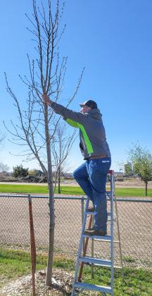 Josh Wagner trims a tree at the baseball field in Webster where a tree trimming clinic was held May 4. Wagner partnered with the city of Webster to plant new trees as part of the city’s urban forestry program. Reporter &amp;amp; Farmer | Subscriber snapshot