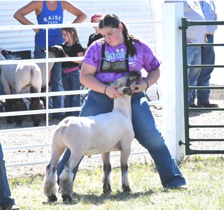 Adaline Larson keeps her lamb under control at the Day County Fair Sheep Show Aug. 7. Larson was selected as a 4-H State Ambassador for 2026–27. Reporter &amp; Farmer | Connor Handrahan