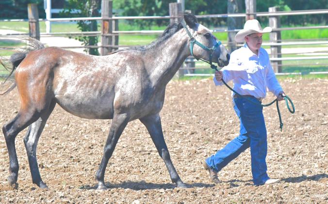 Day County hosted a horse show at Day County Fairgrounds June 30. Day, Clark, Codington and Marshall County kids participated in the afternoon event. Levi Hemmingson can be seen participating in the horse sportmanship event. Reporter &amp; Farmer | Connor Handrahan
