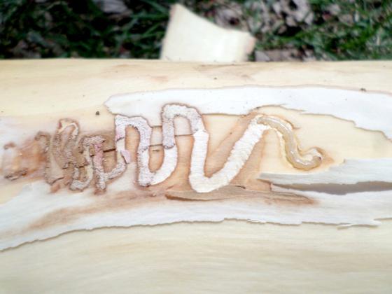 Emerald Ash Borer larva and the tunnel path they leave, which damages the host tree. Reporter &amp;amp; Farmer | Courtesy of John Ball/ South Dakota State University