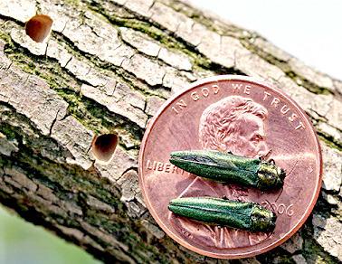 Emerald Ash Borer on a penny next to the D-shaped holes the leave behind as evidence of their presence. Reporter &amp;amp; Farmer | Photo by Leah Bauer /USDA Forest Service