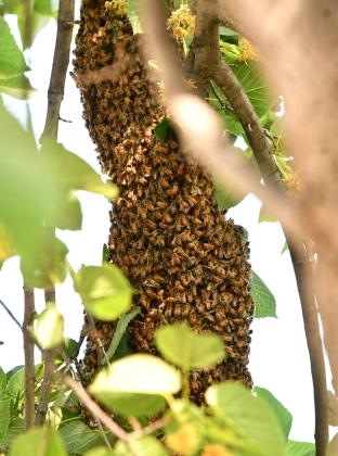 Honey bees swarm around their queen in a tree outside Webster City Hall July 9. Area beekeeper Clark Audiss estimated the swarm had 50,000 bees as he attempted to attract them into a brood box with a sugar water mixture to relocate and use them to make honey. Reporter &amp;amp; Farmer | Leyton Beardslee