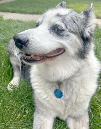 A blue heeler dog by the name of Toby left her pawprints all over the hearts of many in the community of Webster. Now, her presence will be missed by many after her passing in late December. Reporter &amp;amp; Farmer | Subscriber snapshot