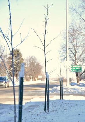 Tree saplings planted through Webster Boulevard Tree Planting Program last May stand along Main St. in Webster Jan. 29. This year with a $4,300 grant from South Dakota Department of Agriculture and Natural Resources, Day County Conservation District Manager Josh Wagner said he hopes to plant 40-45 trees to help diversify the city’s tree population to be resistant to disease and invasive species. Reporter &amp;amp; Farmer | Leyton Beardslee