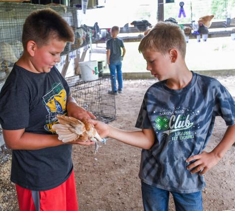 Poultry were among the livestock displayed by 4-Hers at the Day County Fair last weekend. Here, Dakota Kids 4-H Club member Harlan Holscher, eight (right) hands over his chicken hen Lucy to Braxton Renville, eight (left) to hold Aug. 9 the last day of the fair. Reporter &amp;amp; Farmer | Amanda Dulitz