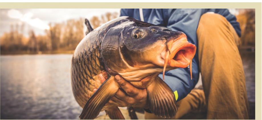 A mass carp die off on Pickerel Lake in July prompted a Game, Fish &amp;amp; Parks investigation to the suspected cause. Carp herpies is the likely culprit, which is specific to Carp fish and is not the same as transferable herpies in humans. Reporter &amp;amp; Farmer \\ file photo