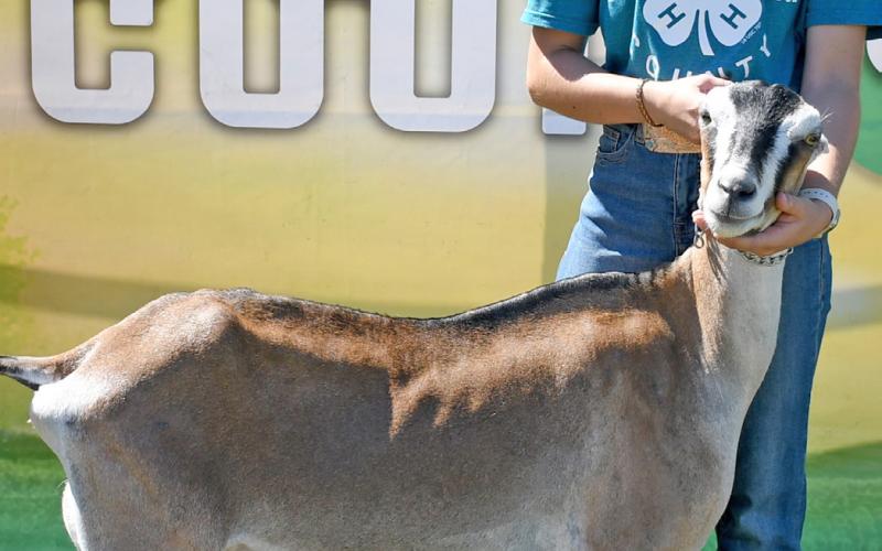 Macee McGregor took home a grand champion title for dairy goat during the 4-H show at the Day County Fair Aug. 9. Reporter &amp;amp; Farmer | Amanda Dulitz