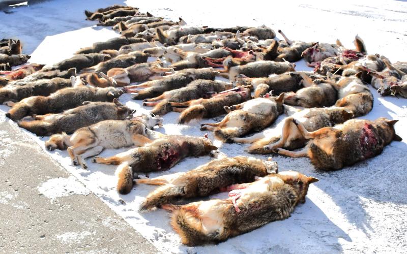 Day County Coyote Hunt took place Dec. 12-14 and raised money for South Dakota military and familes in need. sixty particpants took the weekend to hunt 52 coyotes and help support the fundraiser’s goal. Reporter &amp;amp; Farmer | Connor Handrahan