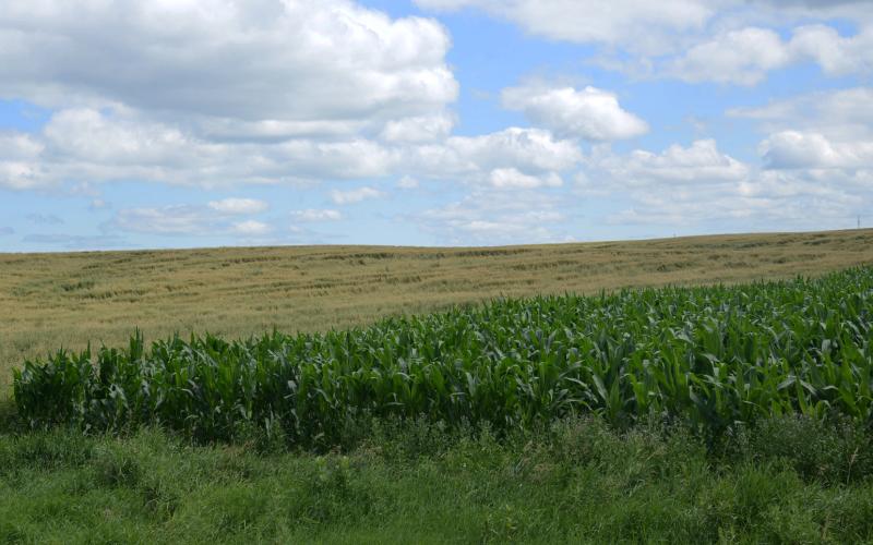 Rows of wheat and stalks of corn stretch across the landscape north of Webster. The rich patchwork of crops reflects the heart of the rural agriculture and promis of an abundant harvest. Reporter &amp;amp; Farmer | Annie Witt