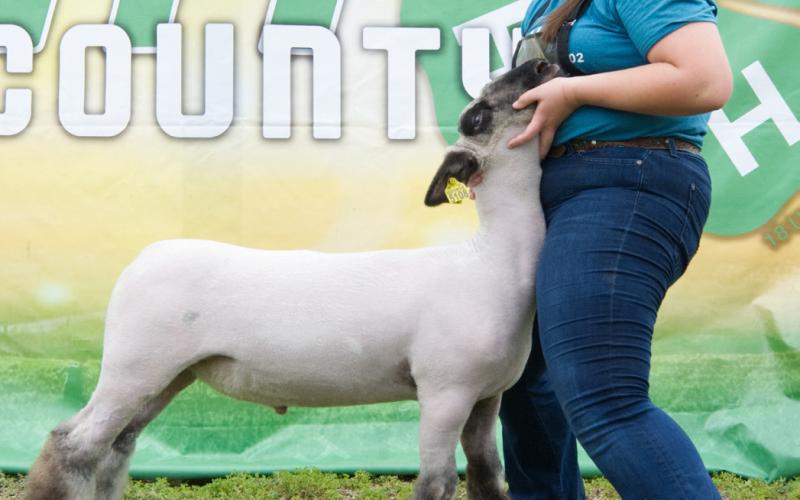Adaline Larson won overall champion market lamb at the Day County Fair Aug. 8. Reporter &amp;amp; Farmer | Leyton Beardslee