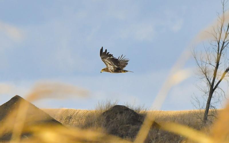 A juvenile bald eagle soars across the sky a half mile east of Webster along U.S. Hwy. 12 March 11. Reporter &amp;amp; Farmer | Leyton Beardslee