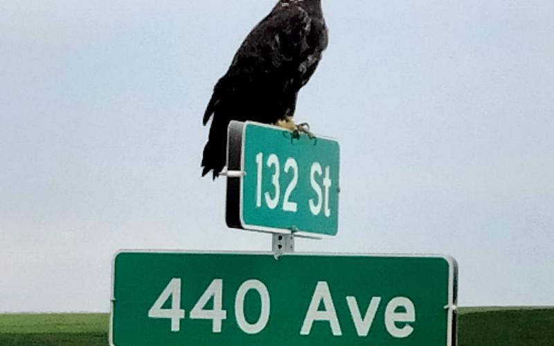 This photo of a bald eagle was taken by Michael Waletich July 22 about 6 p.m. west of Grenville.. Reporter &amp; Farmer | Subscriber snapshot