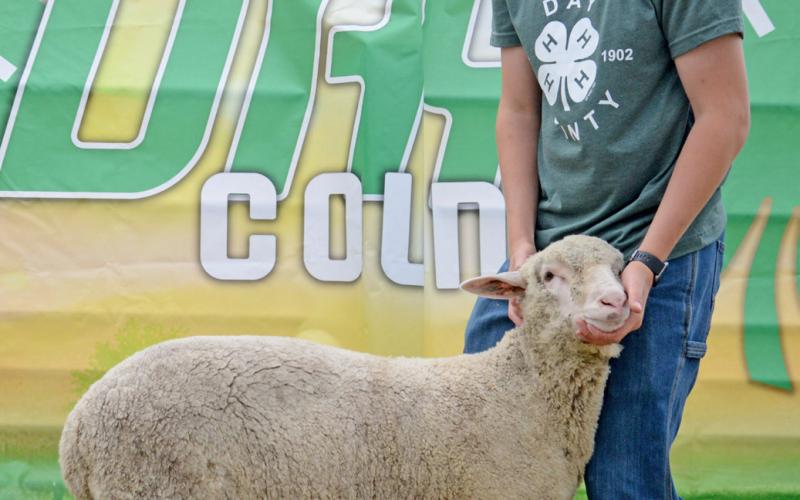 Blaise McGregor poses with his breeding sheep ram which received grand champion at the Day County Fair Aug. 9. Reporter &amp;amp; Farmer | Annie Witt