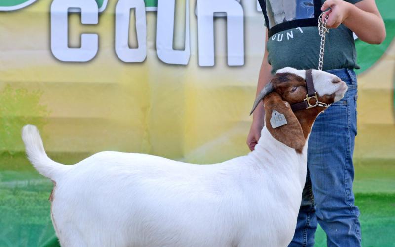 Isaac Ogren poses with his grand champion market meat goat during the Day County Fair Aug. 9. Ogren also received grand champion in the breeding and market meat category for goats as well as grand champion for market beef Aug. 10. Reporter &amp;amp; Farmer | Annie Witt