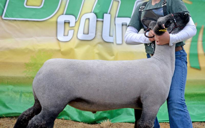 Cora Larson shows off her grand champion market sheep Aug. 9 at the Day County Fair. Reporter &amp;amp; Farmer | Annie Witt