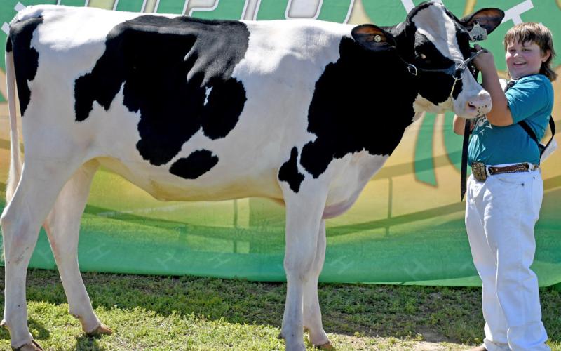 Henry Paulson helps his supreme dairy cow hold her head and pose for a picture Aug. 9 during the Day County Fair where he was crowned grand champion and reserve grand champion for dairy. Reporter &amp;amp; Farmer | Amanda Dulitz