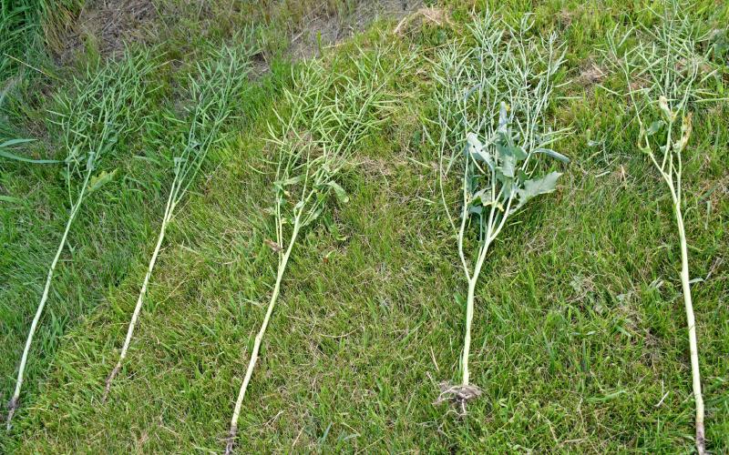 Many pods are what make up the canola plant. All the pods once were yellow flowers but then develop into the pods.