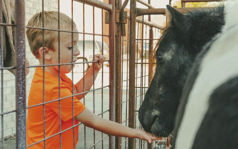 Braven Johnson, age four, feeds a pony at a petting zoo during Pumpkin Fest in Webster Oct. 4. Johnson is the son of Kristen German and Chris Johnson of Webster. Reporter &amp;amp; Farmer | Leyton Beardslee