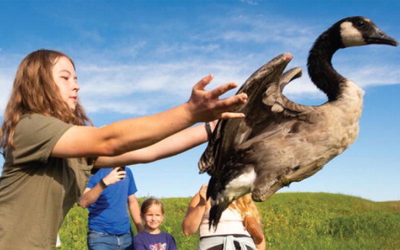 Madison Grimm, founder of Second Chance Flight nonprofit, releases a Canada goose Aug. 9 at Warner Lake in the Eck Grassland Habitat Restoration Project. Grimm’s nonprofit aims to save eggs from nests that have been disturbed by agricultural activity and release them once they can survive on their own. See more, page 18. Reporter &amp;amp; Farmer | Leyton Beardslee