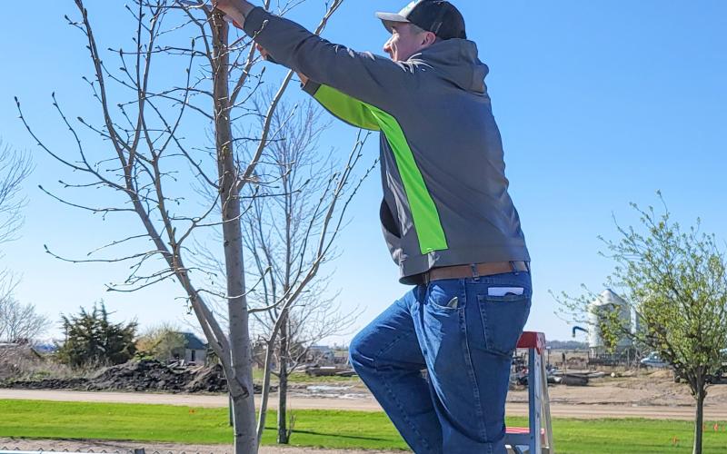 Josh Wagner trims a tree at the baseball field in Webster where a tree trimming clinic was held May 4. Wagner partnered with the city of Webster to plant new trees as part of the city’s urban forestry program. Reporter &amp;amp; Farmer | Subscriber snapshot