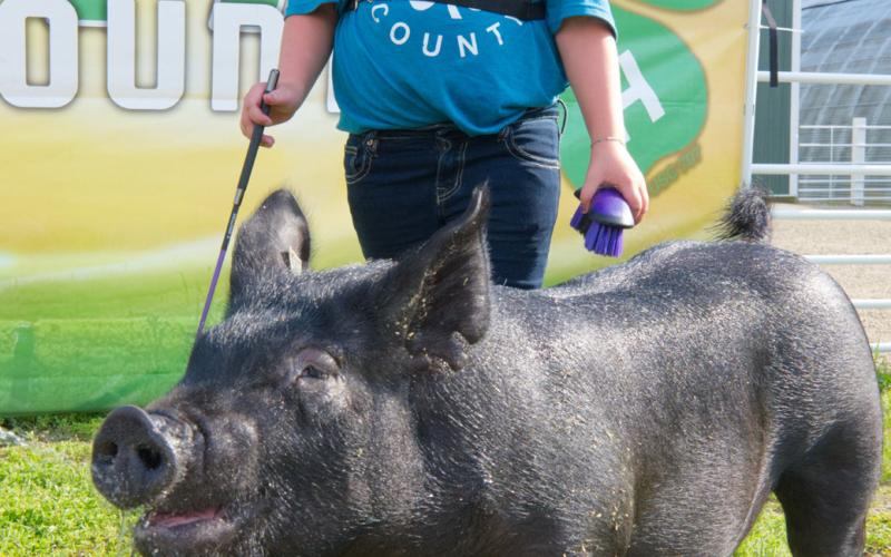 Holly Zubke won overall grand champion breeding swine at the Day County Fair Aug. 7. Reporter &amp;amp; Farmer | Leyton Beardslee
