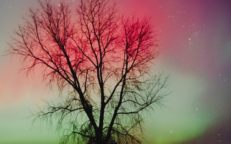 A tree is outlined by the northern lights south of Roslyn along SD Hwy. 25 Nov. 11 during a showing of the aurora borealis. Reporter &amp;amp; Farmer | Leyton Beardslee