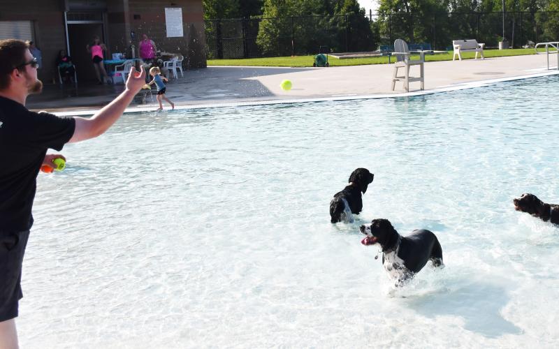 Webster resident Brandon Eisenbraun throws a tennis ball for his three dogs Mia, Chloe and Chester Aug. 17 for the Soggy Dog Days at the Webster Aqautic Center. Celebrating the end of the pool season, dogs were able to swim in the pool which was a free will donation event with all proceeds going to the Webster Paws Walk Dog Park. Reporter &amp;amp; Farmer | Brenner Cariveau