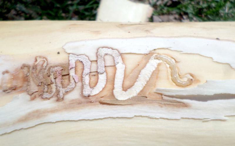 Emerald Ash Borer larva and the tunnel path they leave, which damages the host tree. Reporter &amp;amp; Farmer | Courtesy of John Ball/ South Dakota State University