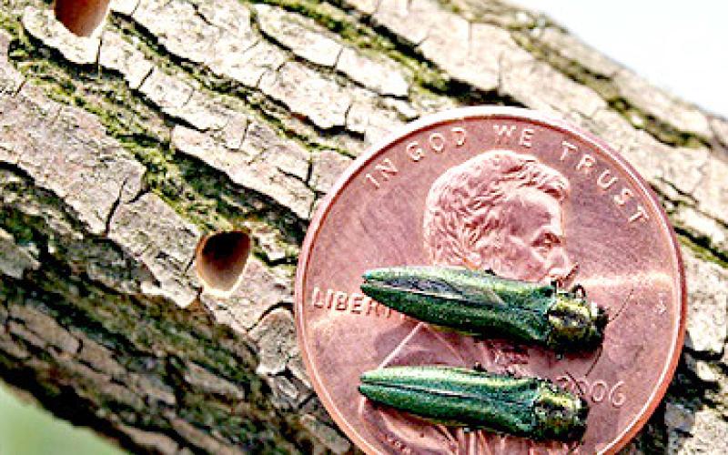 Emerald Ash Borer on a penny next to the D-shaped holes the leave behind as evidence of their presence. Reporter &amp;amp; Farmer | Photo by Leah Bauer /USDA Forest Service