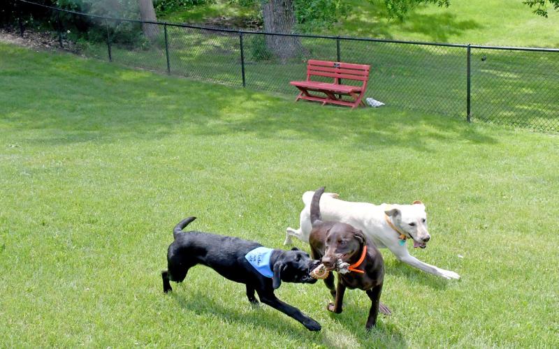 The official grand opening of the new Webster Dog Park took place June 27 with festival and vendor activites. Pictured here, doggos Gage, (owners Tyler and Leslie TenBensel) and Clutch (owner Mike Dallager), wrestle over a toy while Buck (also owned by the TenBensels), runs along side them. These puppers were among many canines to enjoy the new amenities that day. The new fenced in dog park is located at the Webster City Park, just off East 13th Ave. Reporter &amp;amp; Farmer | Luke Caputo