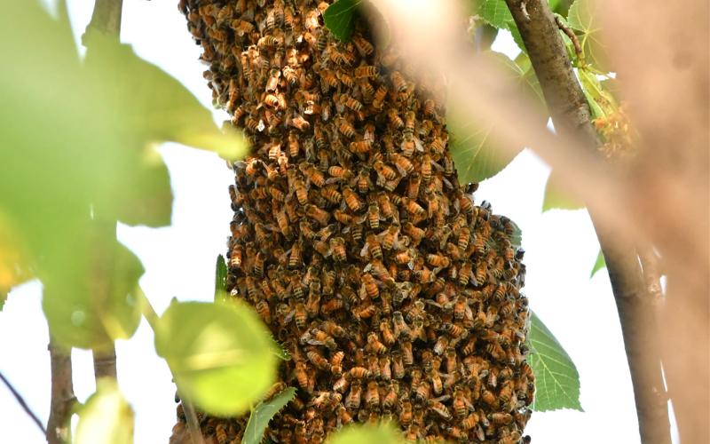 Honey bees swarm around their queen in a tree outside Webster City Hall July 9. Area beekeeper Clark Audiss estimated the swarm had 50,000 bees as he attempted to attract them into a brood box with a sugar water mixture to relocate and use them to make honey. Reporter &amp;amp; Farmer | Leyton Beardslee