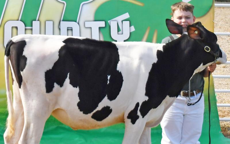 Henry Paulson stands behind his spring heifer calf as he was awarded the grand champion ribbon Aug. 10 during the Day County Fair. Paulson also received supreme dairy champion. Reporter &amp;amp; Farmer | Brenner Cariveau