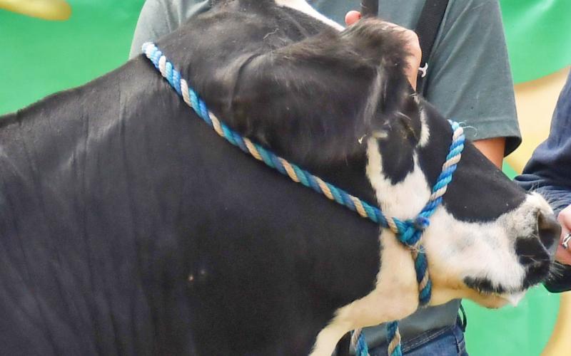Aiden Gaikowski stands behind his heifer as he was recognized during the Day County Fair Aug. 10 as reserve grand champion in the breeding beef show. Gaikowski was also recognized as the champion commercial in the beef show. Reporter &amp;amp; Farmer | Brenner Cariveau