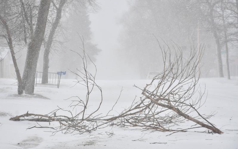 A good ol’ fashion South Dakota blizzard, complete with freezing rain, snow and high winds, downed tree branches in Webster on E. 3rd St. Feb. 18. Reporter &amp;amp; Farmer | Leyton Beardslee