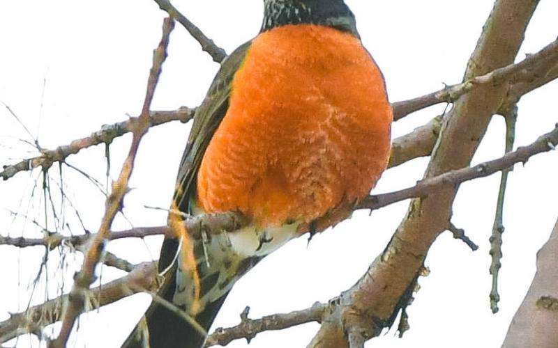 Robins have been spotted in the Day County area since at least early March. The robin pictured perches in a tree March 26 in Webster after temperatures dropped from a reported 65 or more degrees on March 25 to high 20s the following day. Reporter &amp;amp; Farmer | Leyton Beardslee