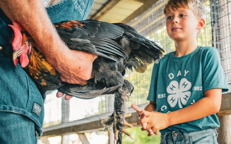 Harlan Holscher representing Dakota Kids 4-H watches his rooster being graded by Wayne Fischer of Arlington during the poultry show at Day County Fairgrounds Aug. 7. Holscher competed in the cloverbuds division and showed three birds. Reporter &amp;amp; Farmer | Leyton Beardslee