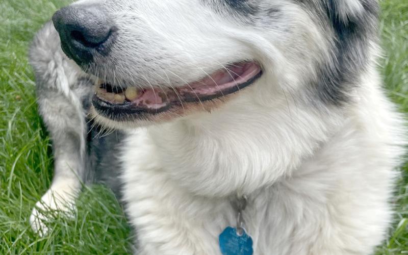 A blue heeler dog by the name of Toby left her pawprints all over the hearts of many in the community of Webster. Now, her presence will be missed by many after her passing in late December. Reporter &amp;amp; Farmer | Subscriber snapshot