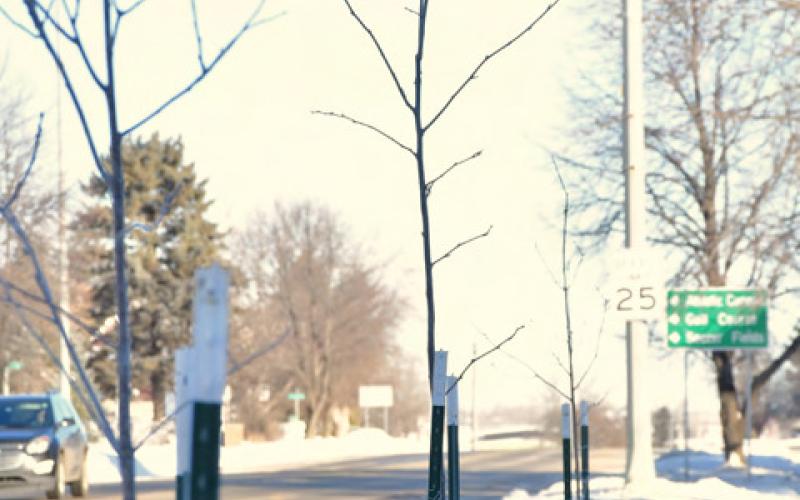 Tree saplings planted through Webster Boulevard Tree Planting Program last May stand along Main St. in Webster Jan. 29. This year with a $4,300 grant from South Dakota Department of Agriculture and Natural Resources, Day County Conservation District Manager Josh Wagner said he hopes to plant 40-45 trees to help diversify the city’s tree population to be resistant to disease and invasive species. Reporter &amp;amp; Farmer | Leyton Beardslee