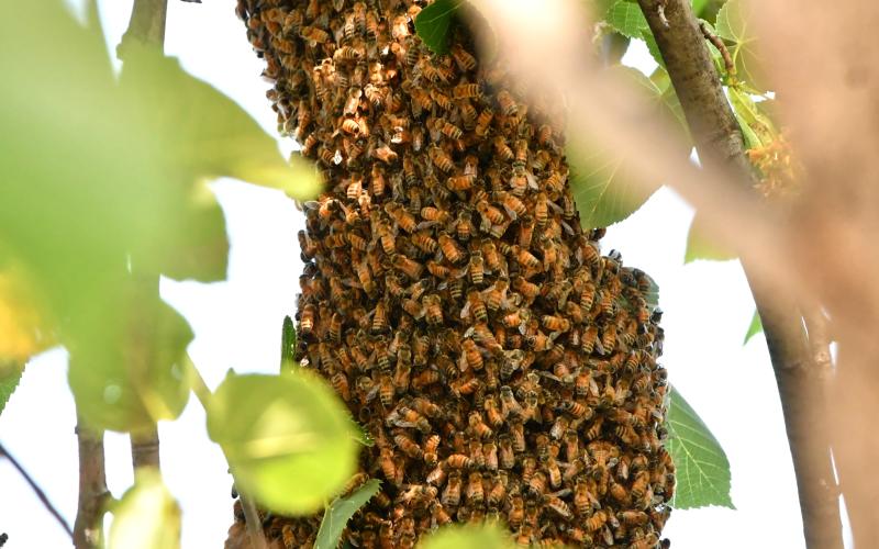 Honey bees swarm around their queen in a tree outside Webster City Hall July 9. Area beekeeper Clark Audiss estimated the swarm had 50,000 bees as he attempted to attract them into a brood box with a sugar water mixture to relocate and use them to make honey. Reporter &amp;amp; Farmer | Leyton Beardslee