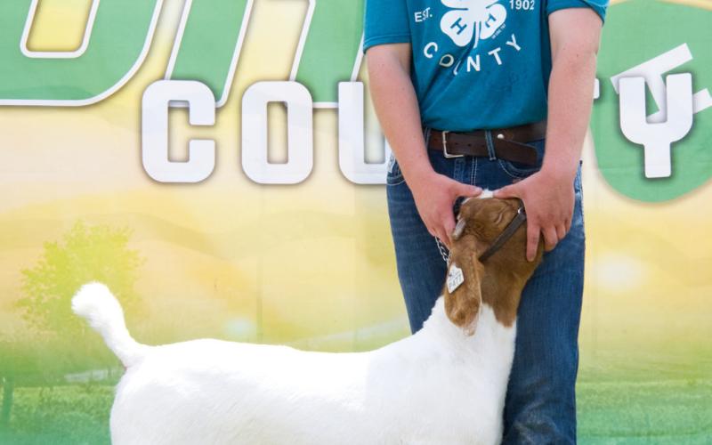 Delaney Atherton, pictured with his grand champion market goat, also won grand champion breeding goat and reserve champion breeding goat Aug 8 at the Day County Fair. Reporter &amp;amp; Farmer | Leyton Beardslee