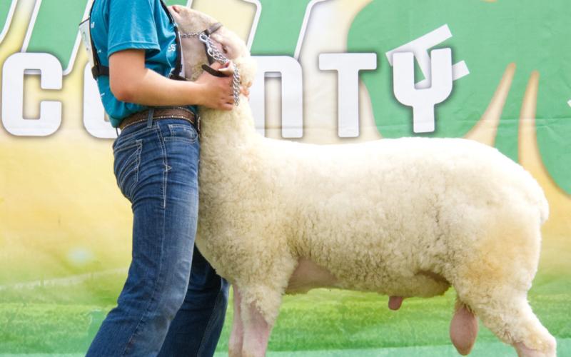 Brooke Meland won grand champion ram at the Day County Fair Aug. 8. Reporter &amp;amp; Farmer | Leyton Beardslee
