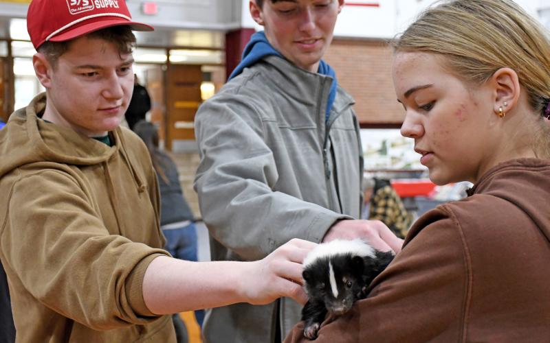 Caleb Gaikowski and Gage Wik pet Phoebie the skunk, held by handler Alaina Larson, from the Bramble Park Zoo. The zoo had an assortment of animals at the Day County Farm &amp;amp; Home Show in Webster Jan. 25 for members of the public to view and pet. Reporter &amp;amp; Farmer | Amanda Dulitz