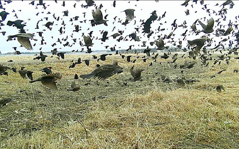 A dense flock of blackbirds and sparrows, among other species, bursts into flight over a rural Webster area farm March 26 as temperatures hovered near 33 degrees. Early spring migration brings large flocks of various species across Day County, where they feed on leftover grain in harvested fields – a seasonal sign of warmer days ahead. Reporter &amp;amp; Farmer | Subscriber snapshot