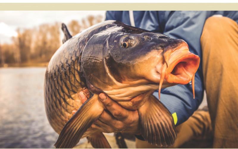 A mass carp die off on Pickerel Lake in July prompted a Game, Fish &amp;amp; Parks investigation to the suspected cause. Carp herpies is the likely culprit, which is specific to Carp fish and is not the same as transferable herpies in humans. Reporter &amp;amp; Farmer \\ file photo